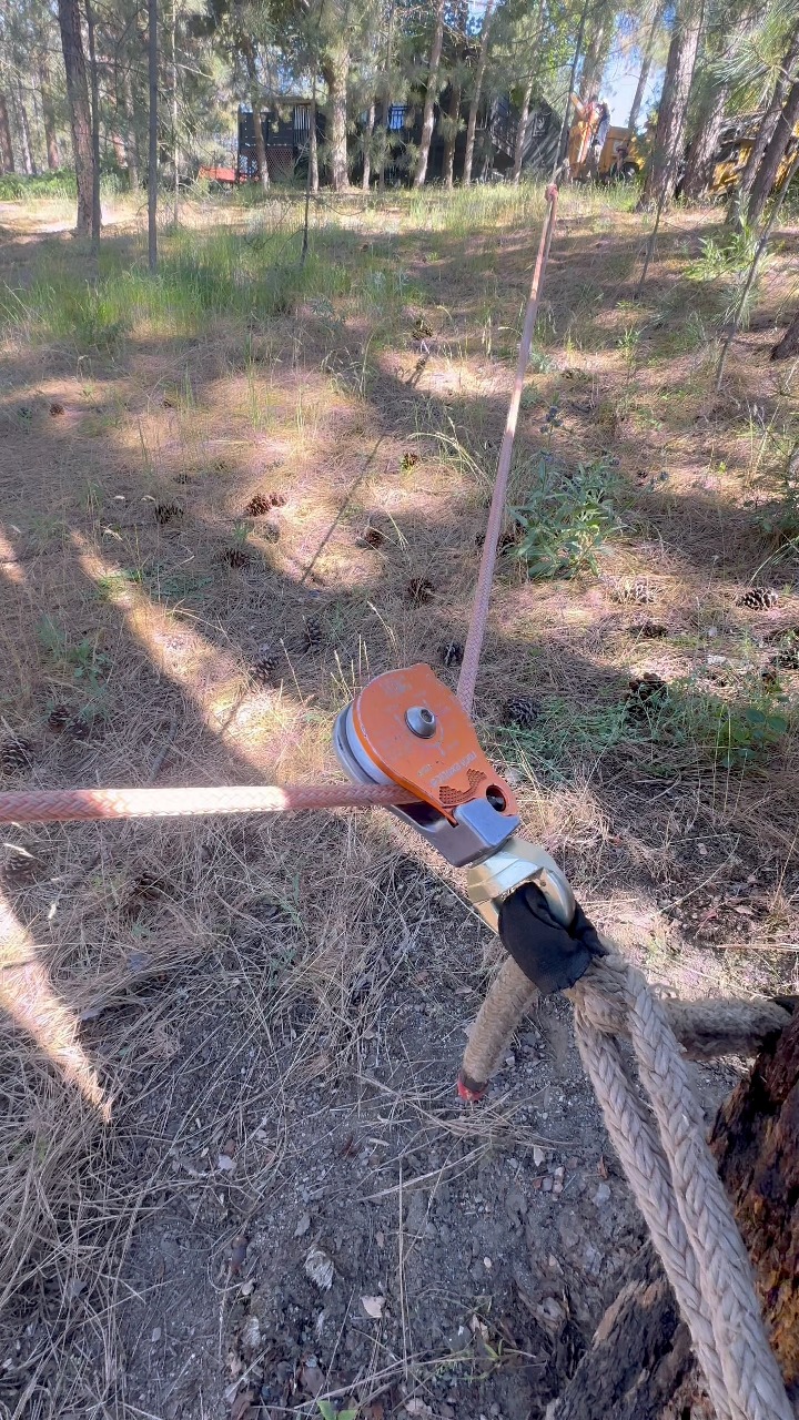 Omni-block 2.6 used as a redirect to whinch a dead ponderosa pine over ...