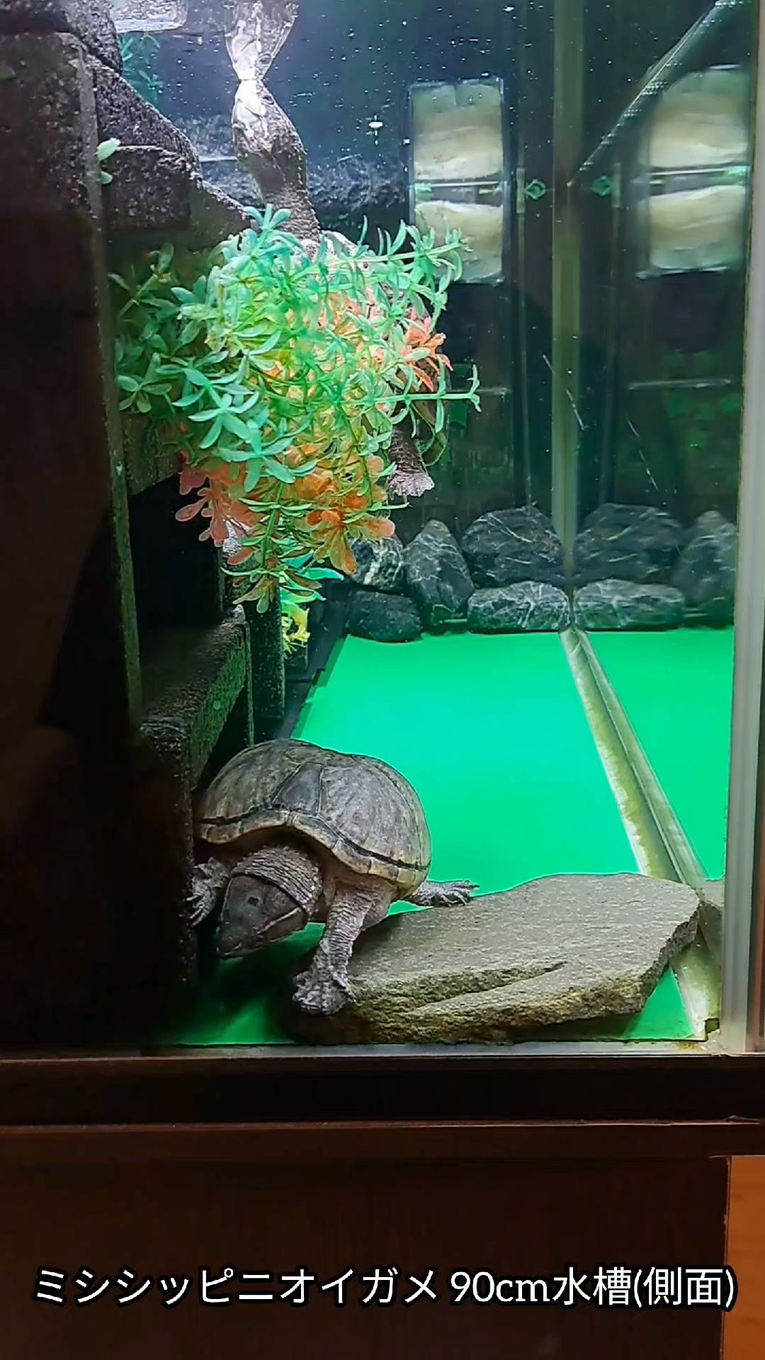 カメカメ倶楽部 | Facebook