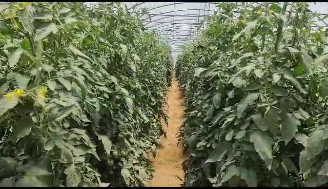 Tomato Trinity AKA The Beast at day 67 in Chinhoyi.Trinity is an ...