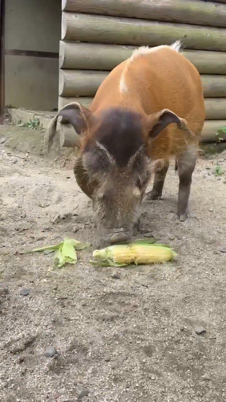 愛媛県立とべ動物園 - #ホッキョクグマ の #ピース が25歳になることを