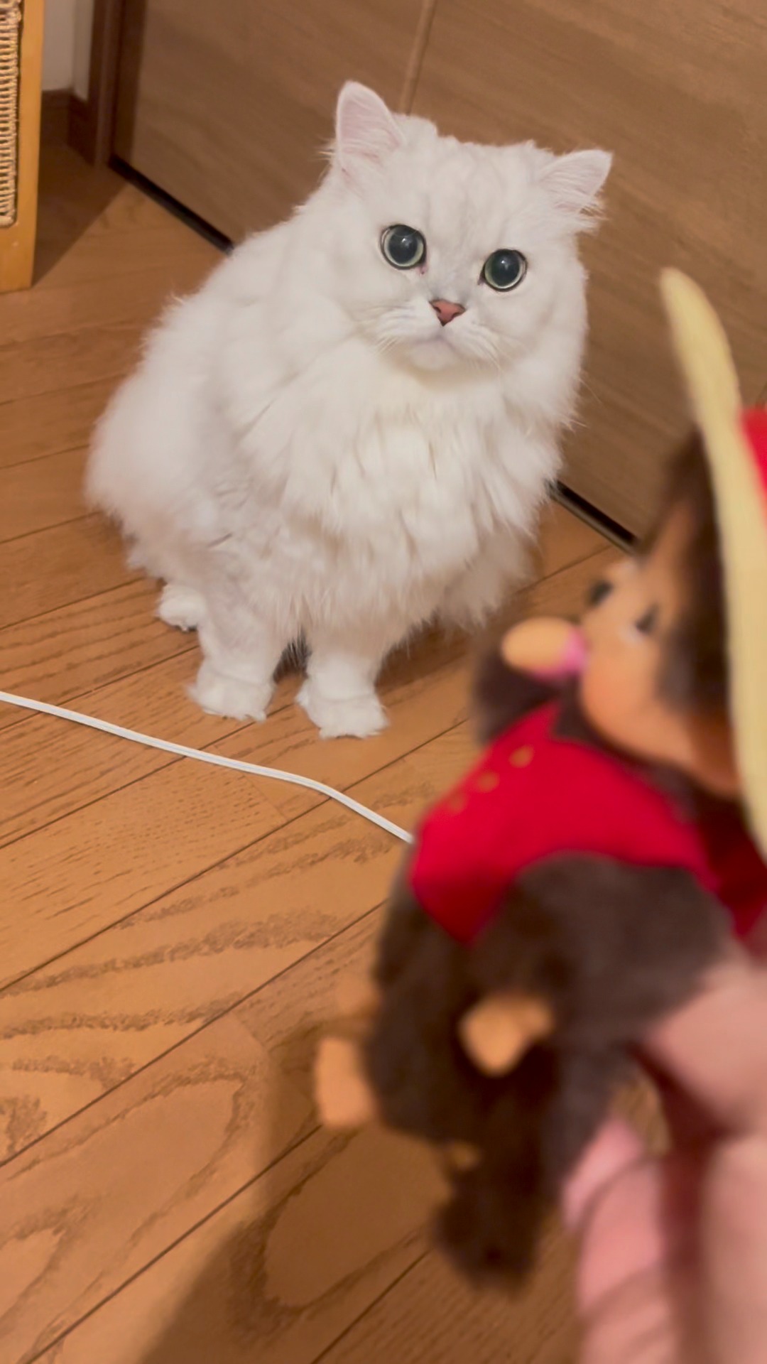 モンチッチ ネコ 白猫 ホワイトキャット EU限定 Cats S mcc EU限定