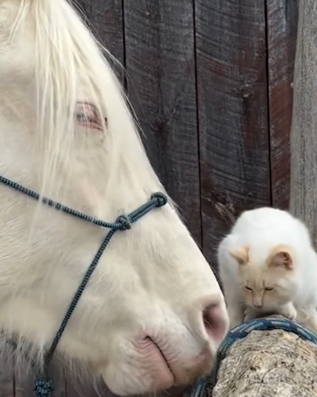 Horse who didn't fit In finds friendship with a cat