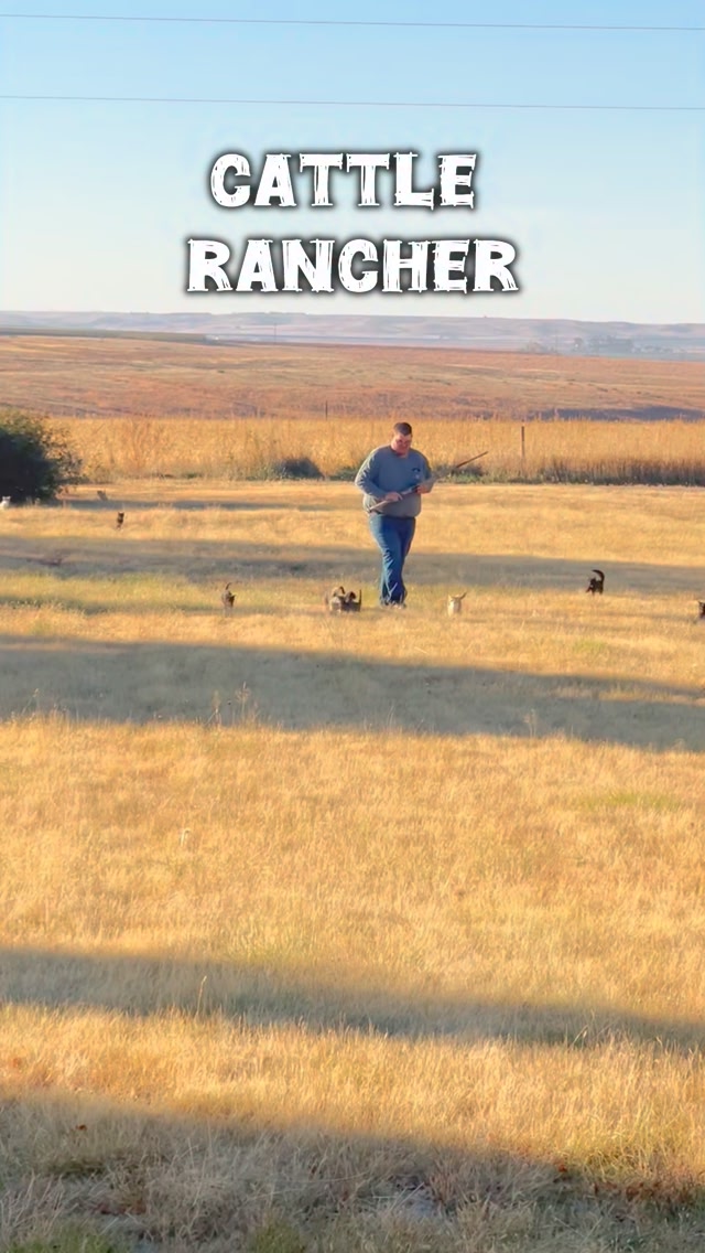 Herding Cats 🐈‍⬛ 🐈 #ranchlife #ranch #herdingcats #cat #barncat | 7M ...