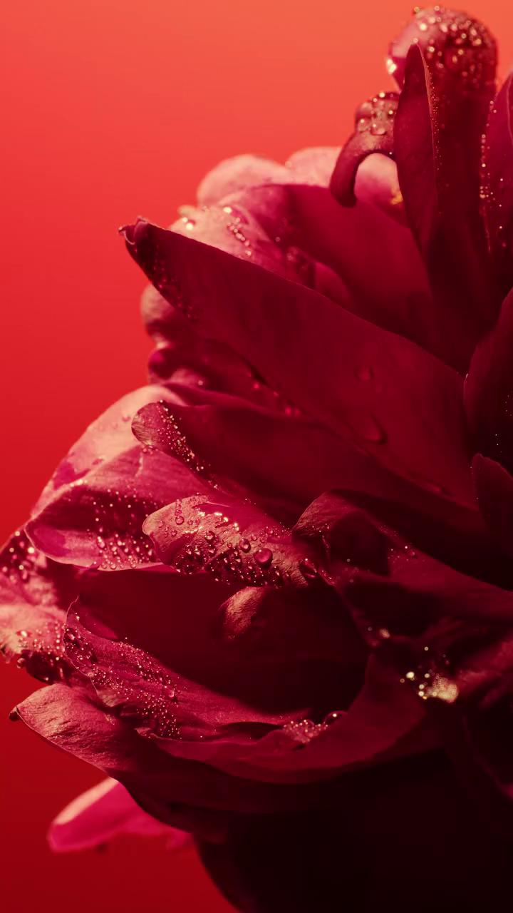 Deep floral notes meeting rich vanilla. Bold, passionate, and unforgettable. 🌹✨ Meet Flower by Kenzo Le Rouge. | JL Penha