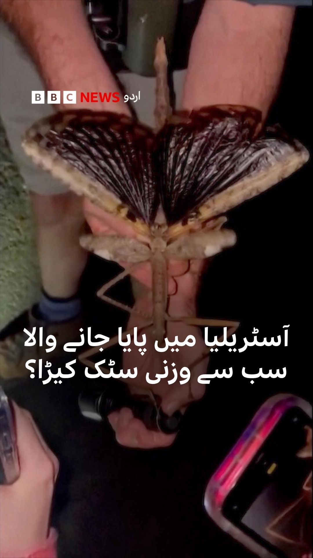 آسٹریلیا میں ایک سٹک کیڑا دریافت ہوا ہے جس کا وزن گالف بال جتنا ہے ...