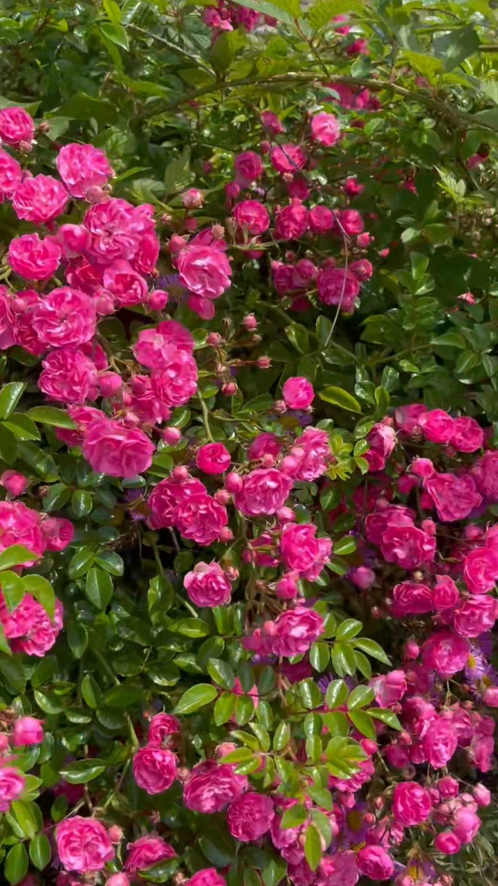 This polyantha rose (Rosa 'The Fairy') is laden with late summer