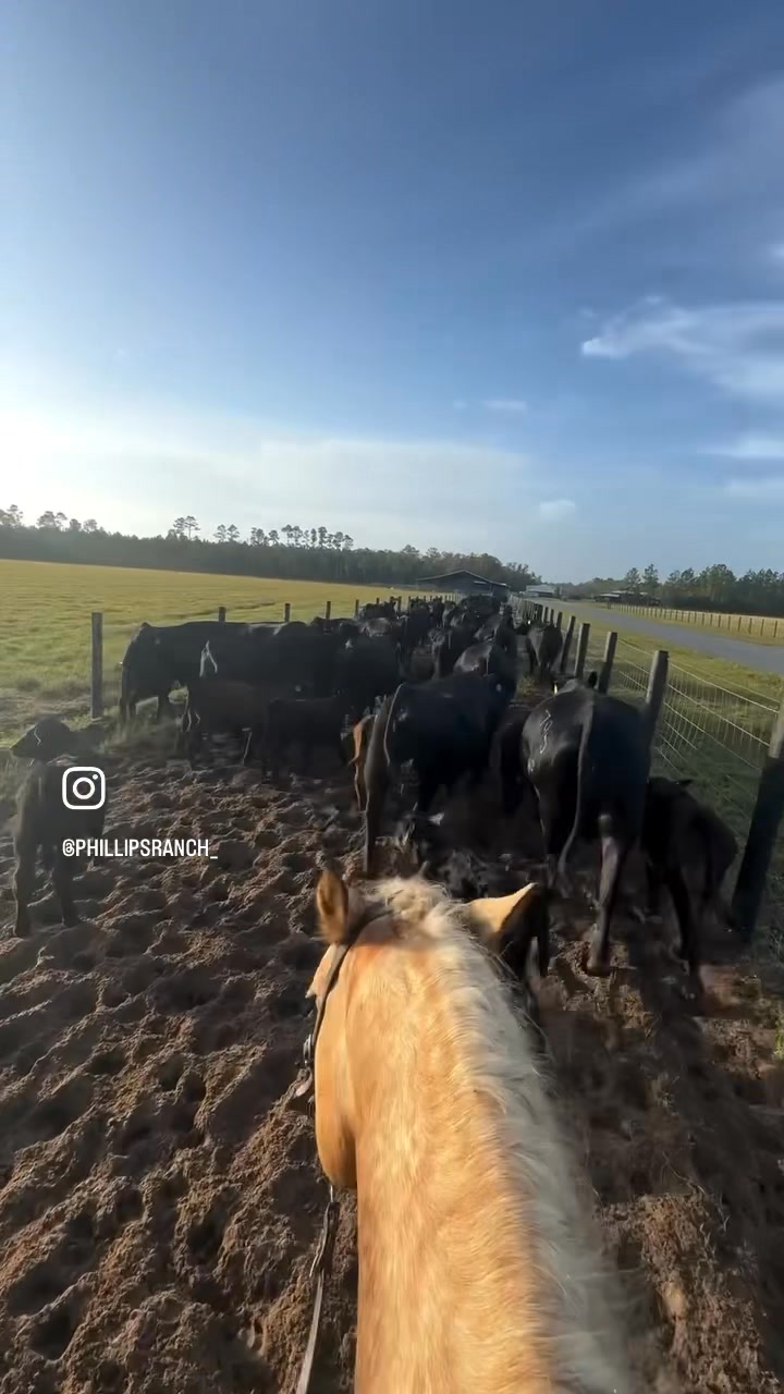 Phillips Ranch, LLC | Bunnell FL