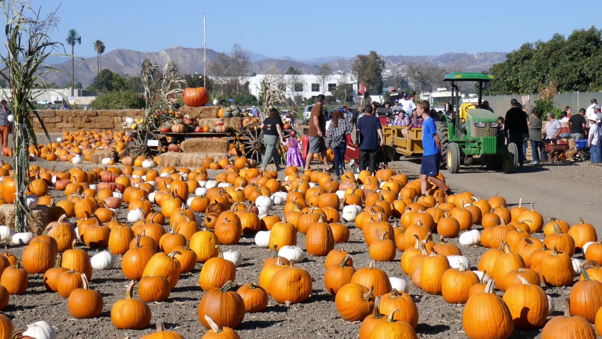 The Great Pumpkin patch in Santa Cruz, CA