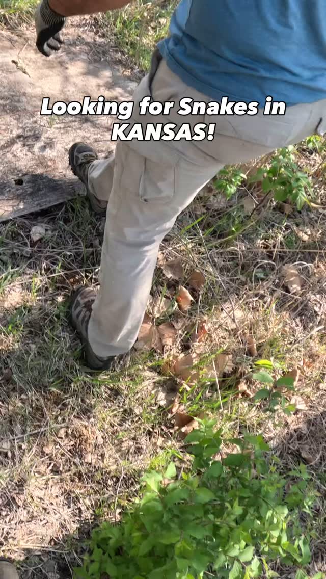 Some clips from a couple of outings this spring where the snakes were ...