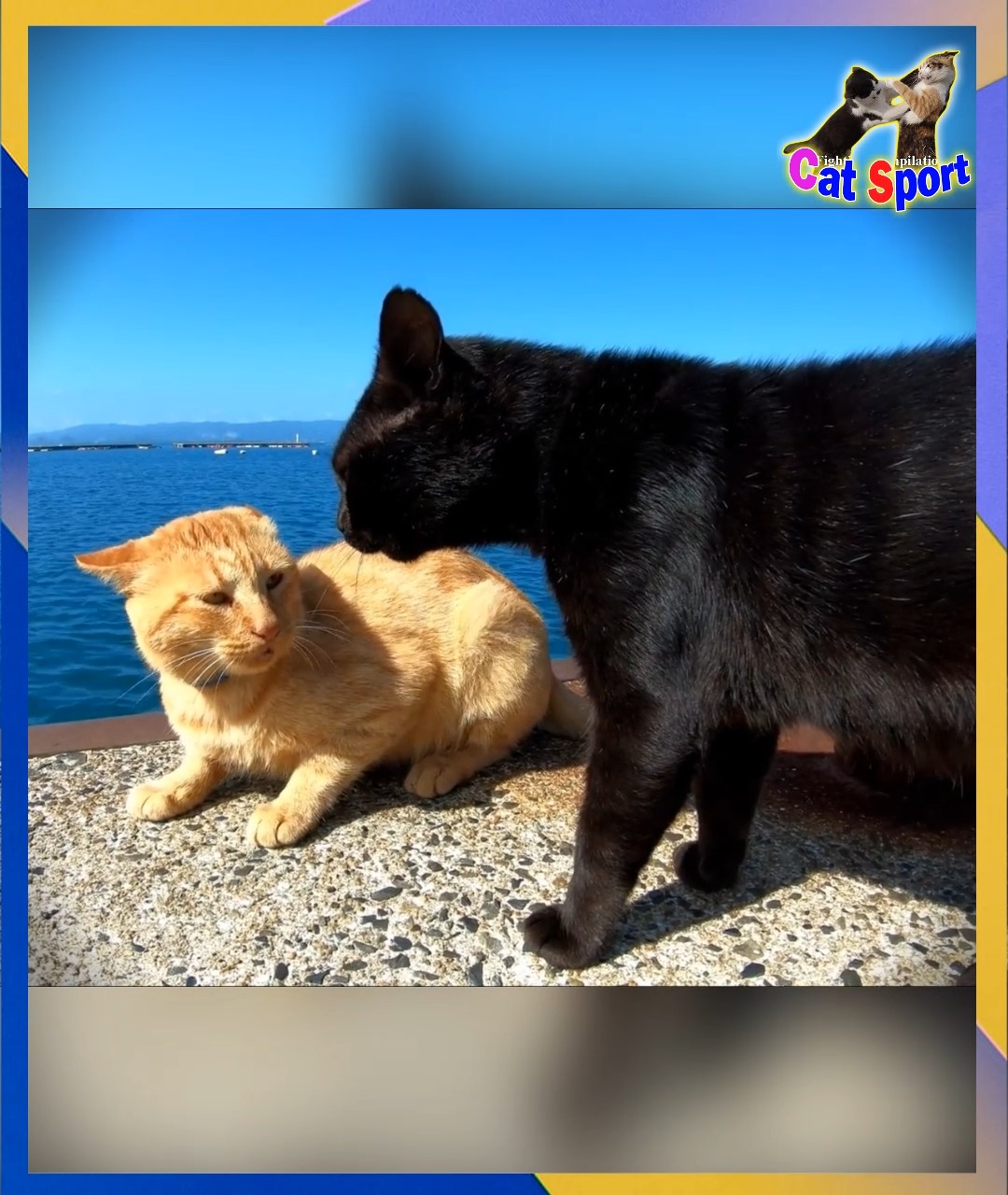 Yapani! – Cat Fight ヤパニ！ Japanese alley cat fight 💥