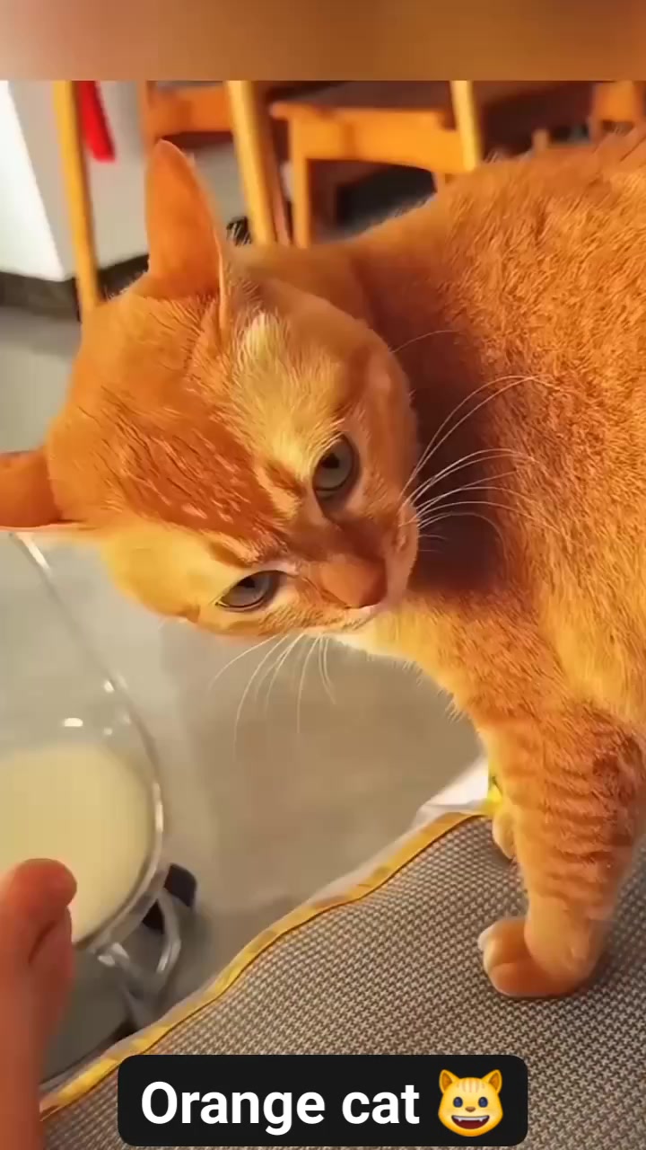 Funny orange cat behavior 😼 #funnycat #cat #funnymoments #catfunny ...