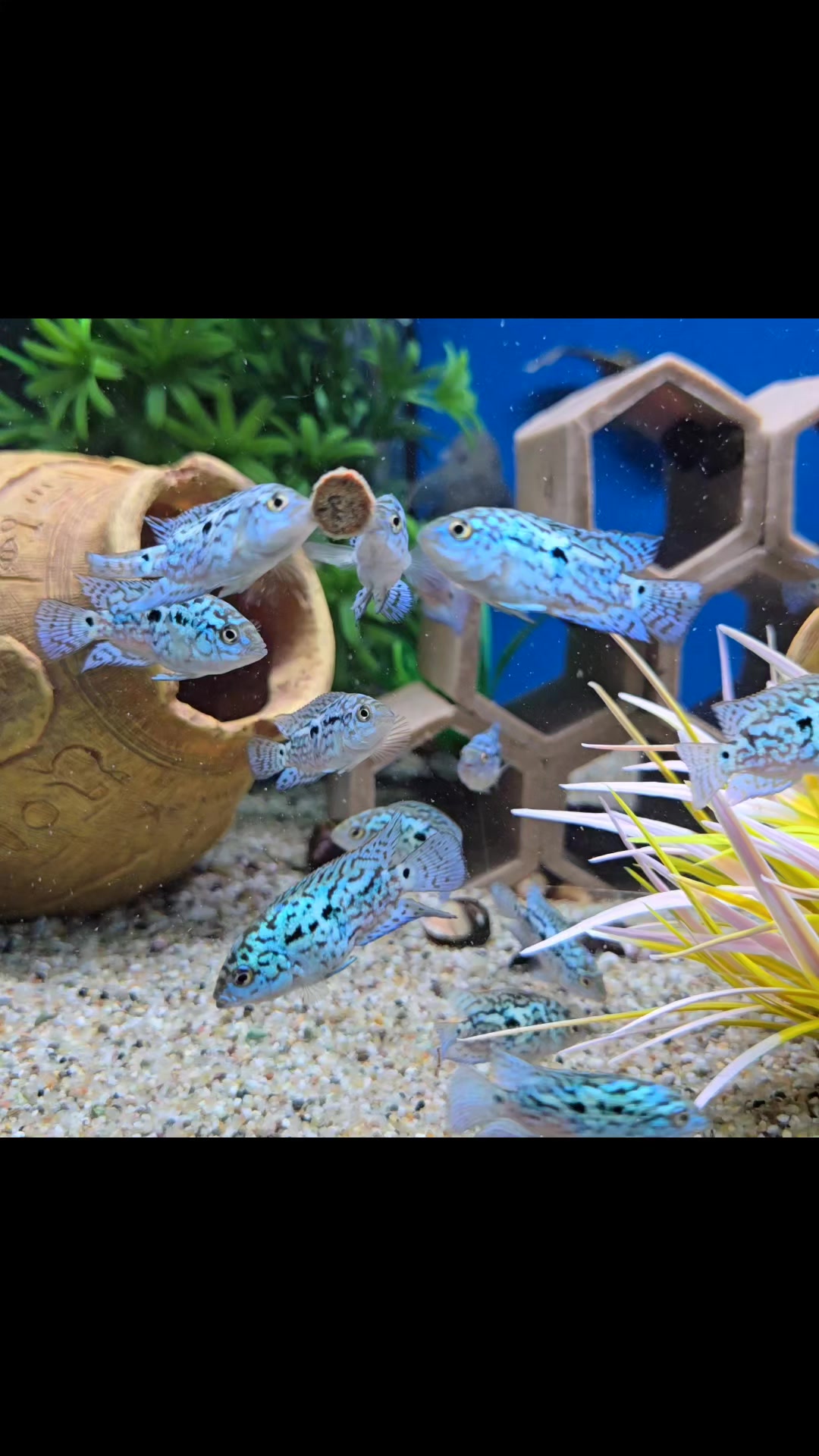 Always a popular fish for those with aarger aquarium. the Electric Blue ...