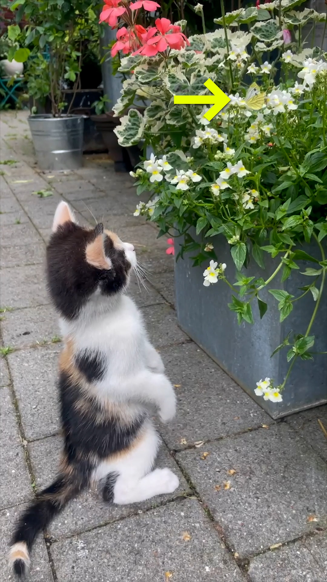 This cat is chasing after butterflies like they are Pokémon's 🐈🦋 ...