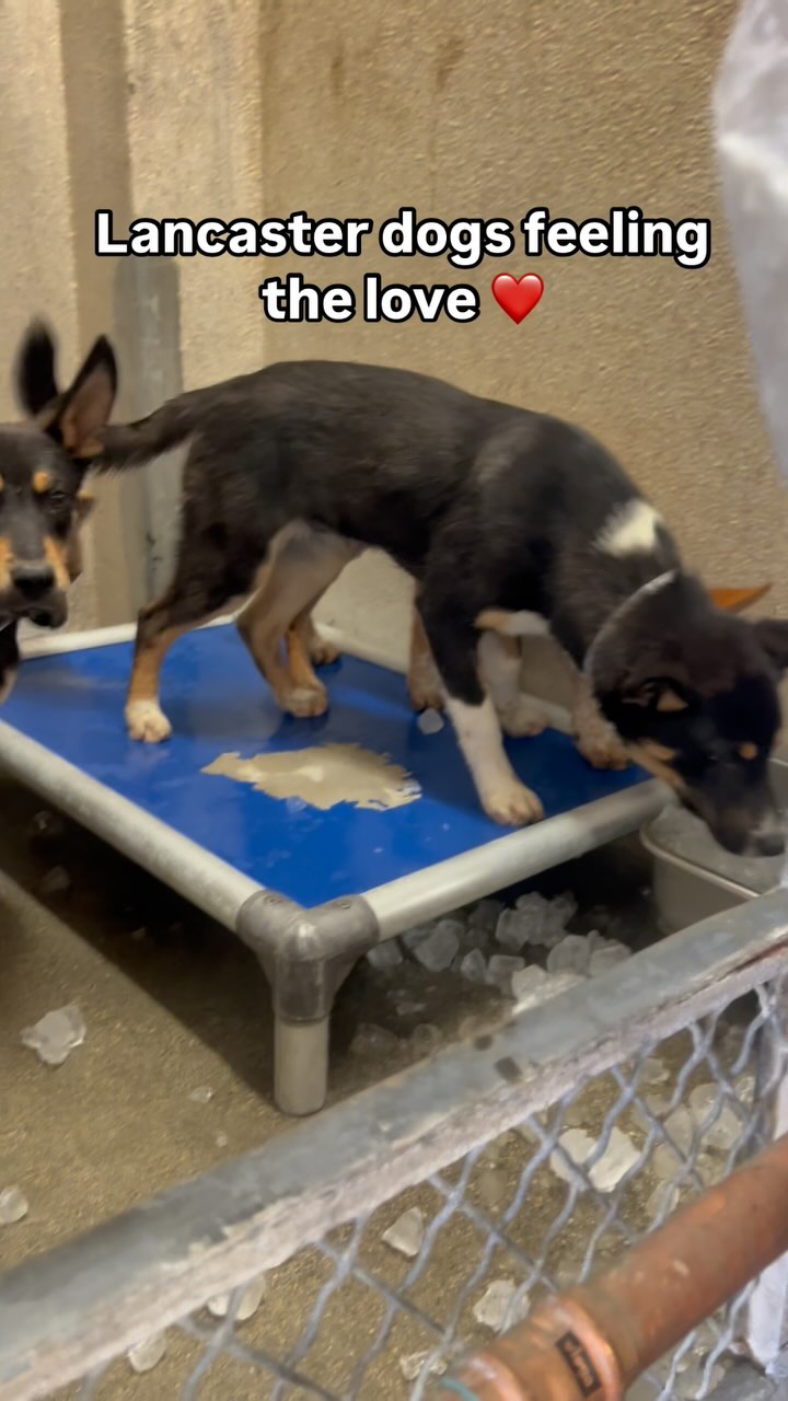 Our team has been going the extra mile to help dogs beat the heat. We ...