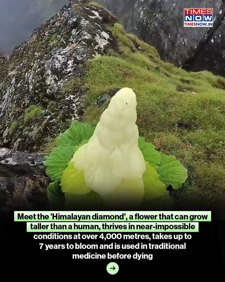 The Kenzo (Padamchal) flower, often called the 'Himalayan diamond', thrives in near-impossible conditions above 4,000 metres. Growing taller than a human and taking up to seven years to bloom just