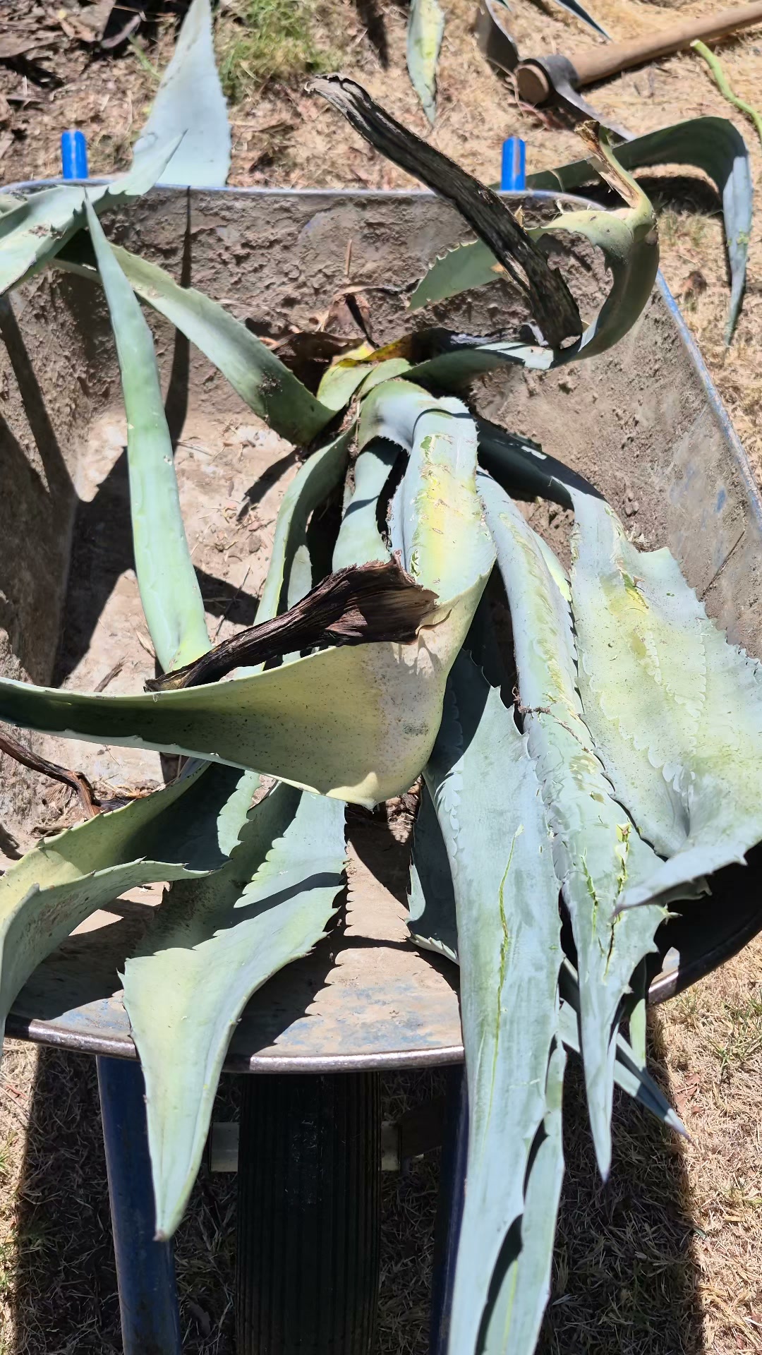 Join us for a horticultural autopsy on our garden specimen of