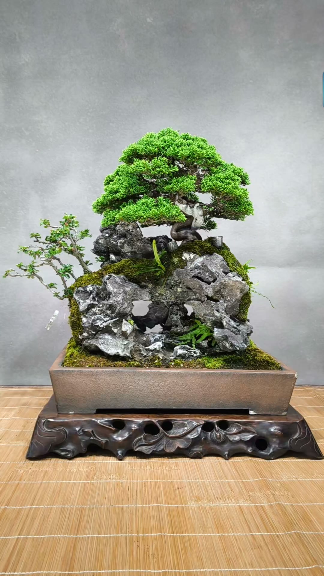 日本進口黑松山採半懸崖樹形（大品） 樹齡約：150年購於：雨生羽竹亭