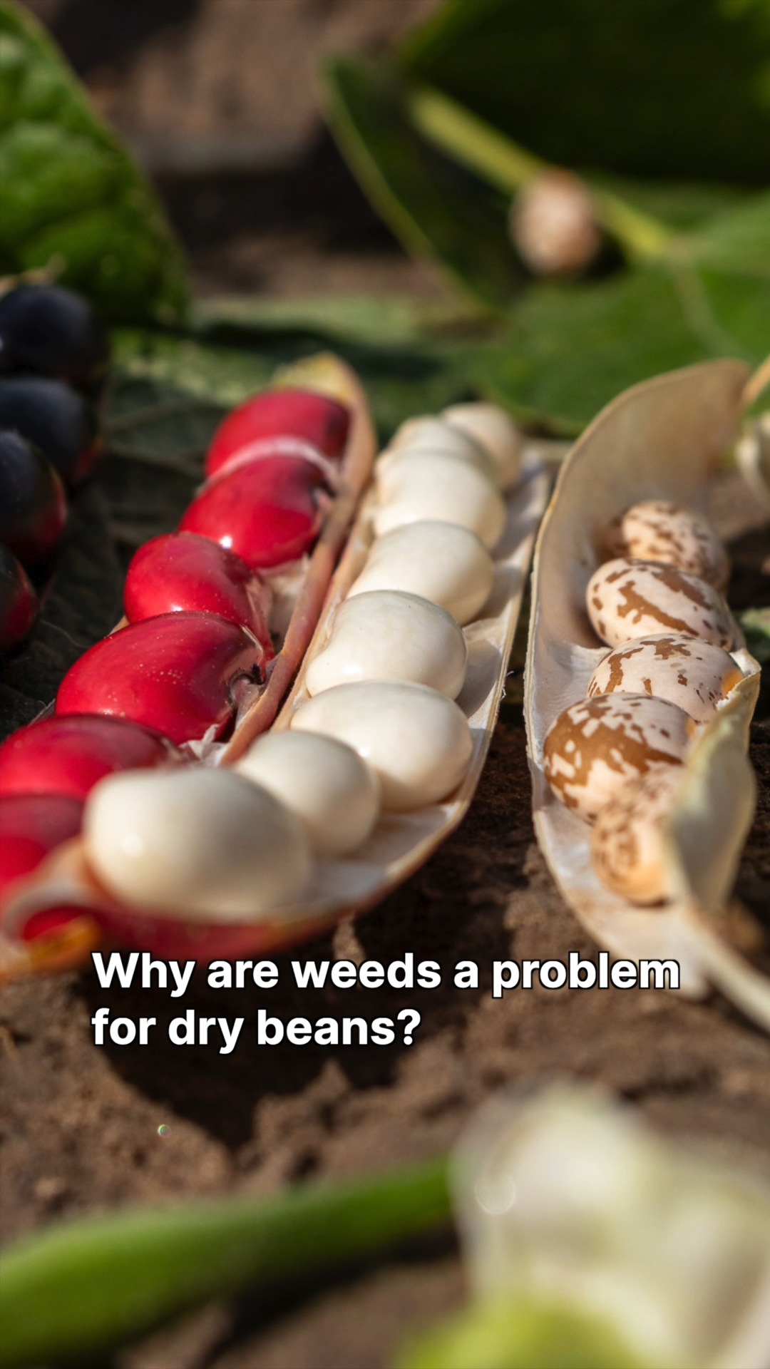 Weeds can cause a major yield loss in dry beans. Dr. Nevin Lawrence ...