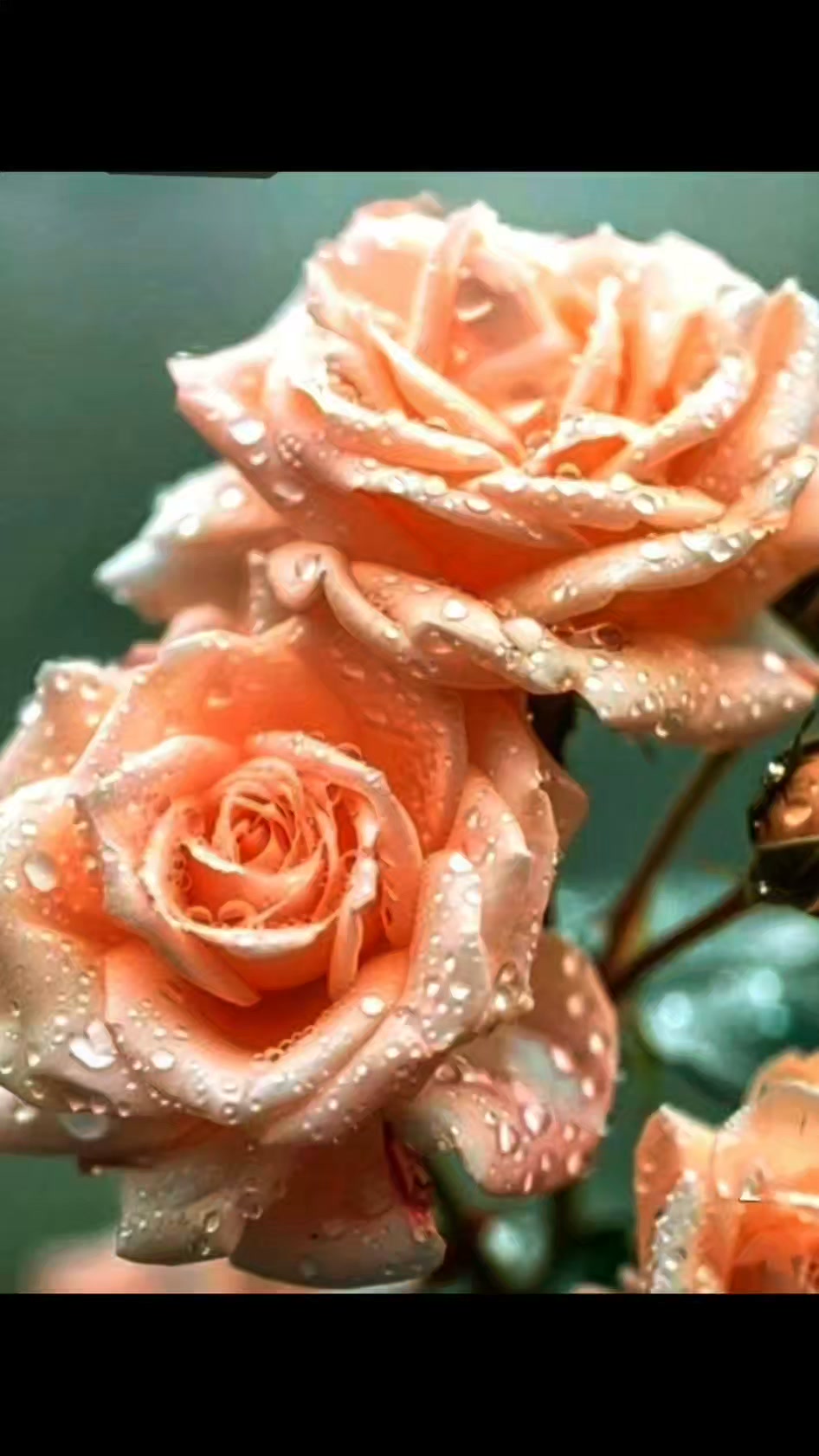 Flower Lovers | Facebook