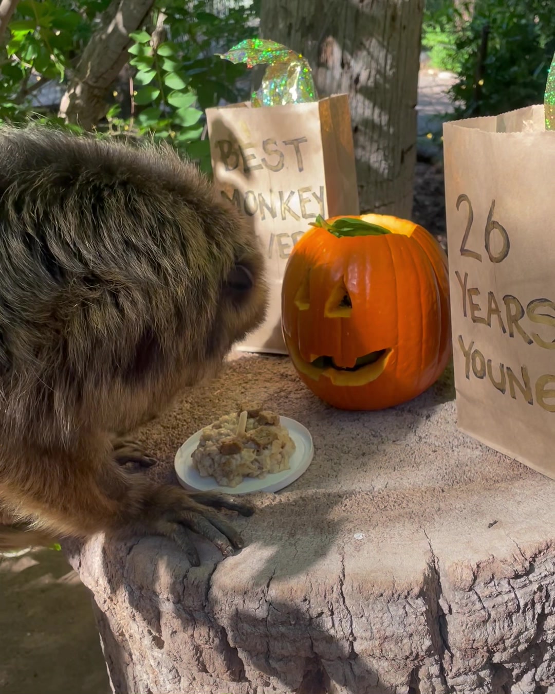 She’s so golden! Howler monkey Olivia is celebrating her 26th AND ...