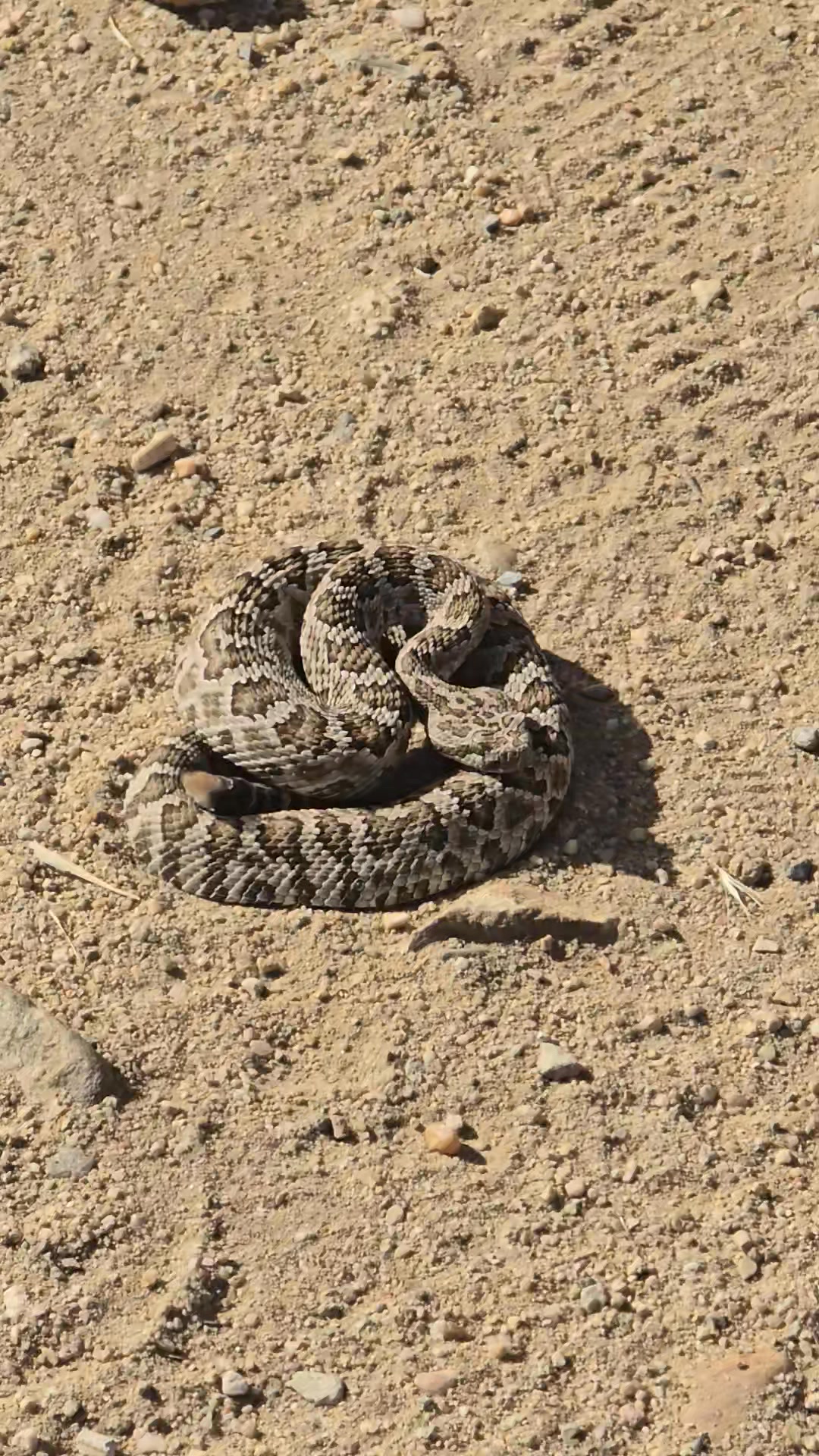 Mark Parrish come back the Snakes 🐍 🐍 said they're sorry 😂🤣😅 | By Troy ...