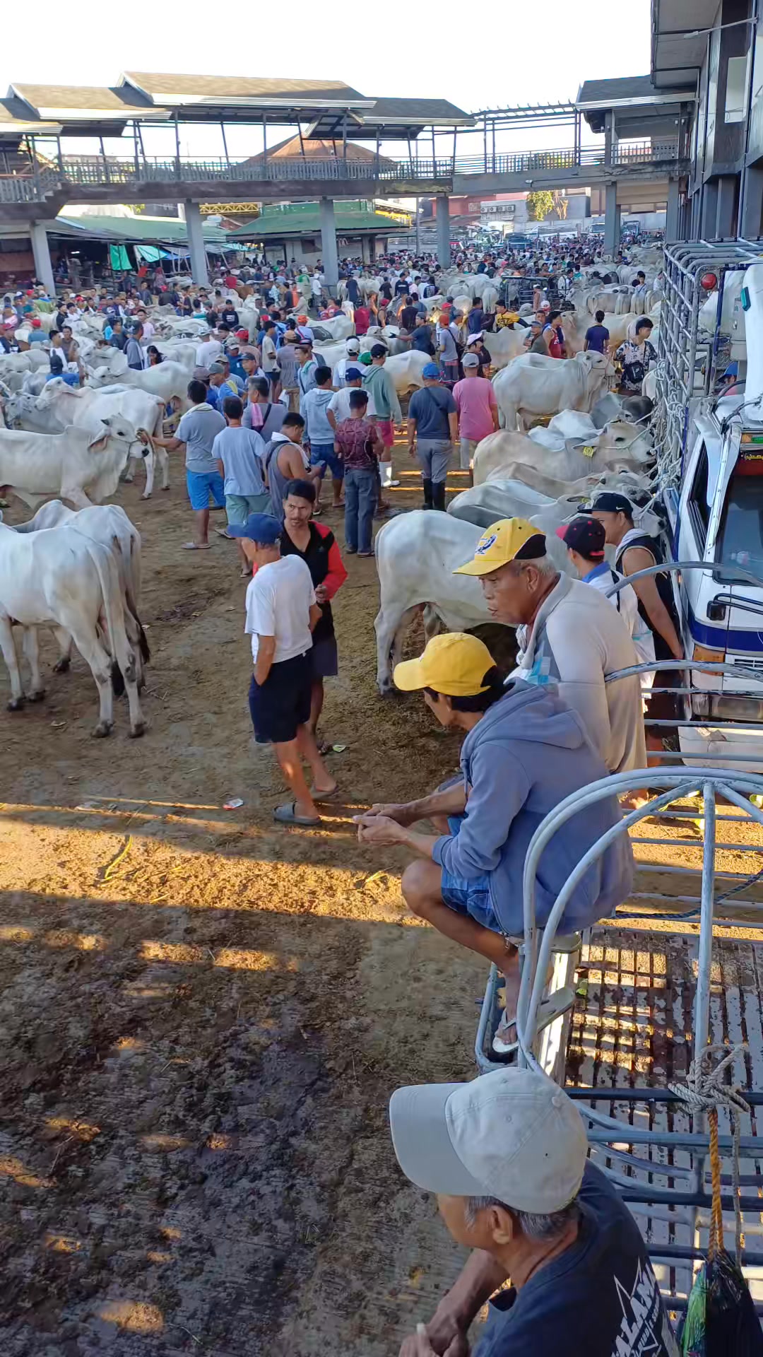 #reelsvideoシ #reels #livestock | Tim Dim