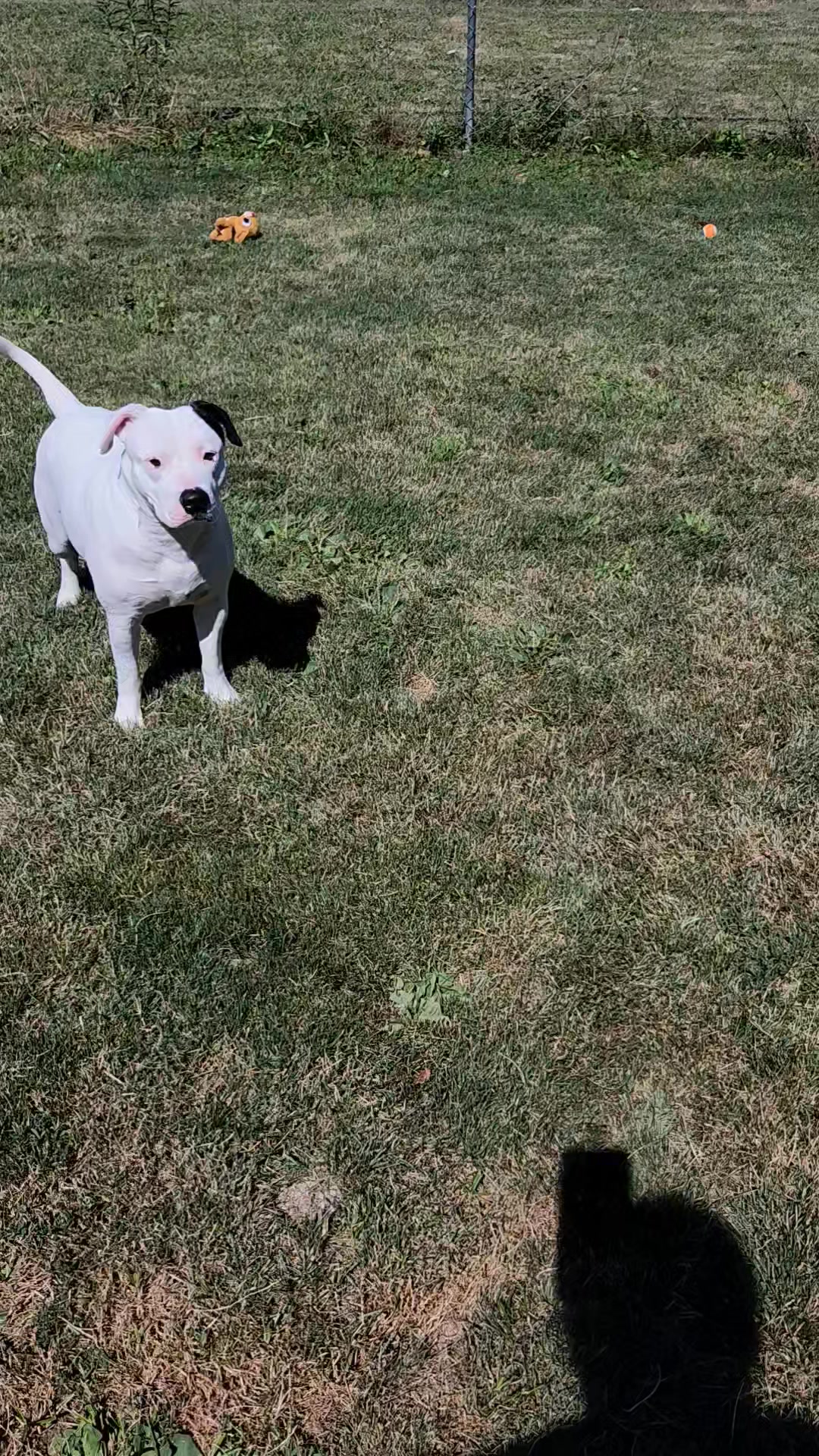 This is Ranger. Once a scrawny stray with street smarts, now a thicc ...