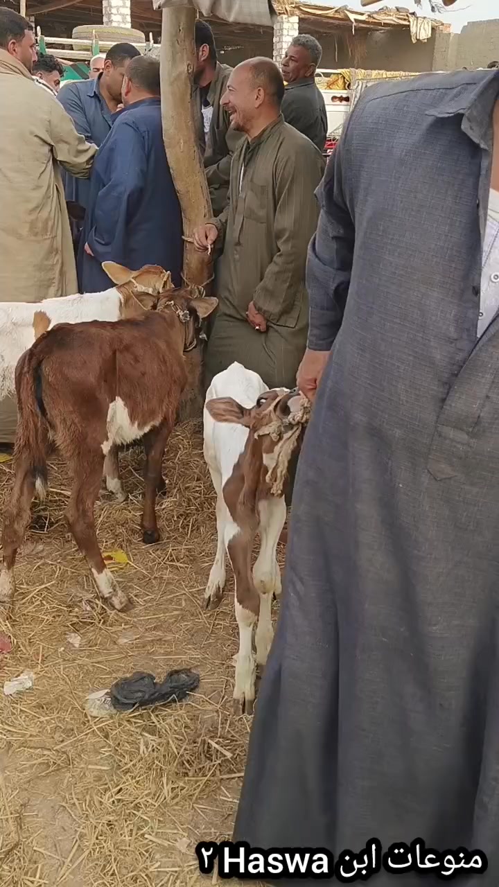 عجله غلطه ب 14 الف و5 جنيه🐄👉 #اسعار_البقر_الرضيع #اكبر_اسواق_الجمهوريه ...