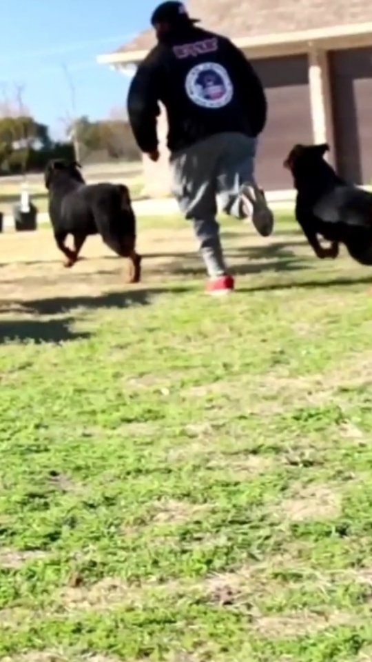 Butler Kennels Rottweilers | Gatesville TX