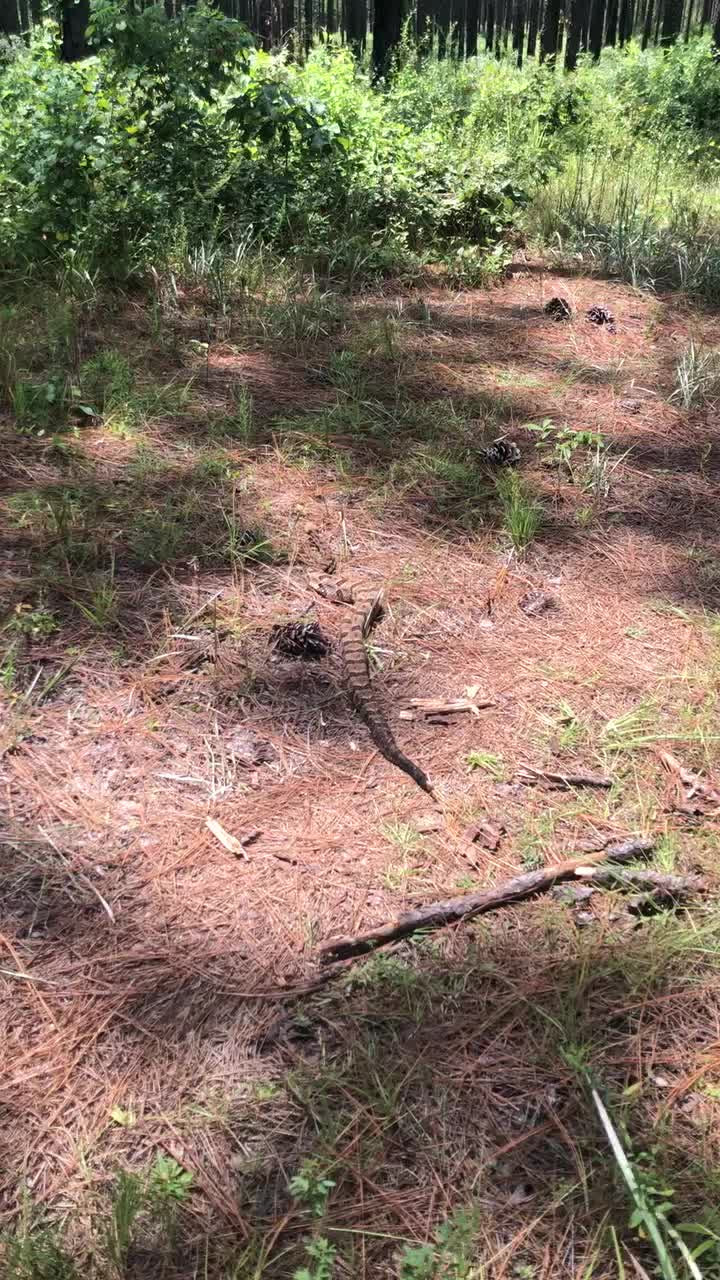 So polite! ☺️ This timber rattlesnake made its presence loudly known ...