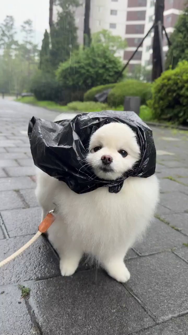 global rain pet bag project Grow 5 Gallon Black, Planting Pots - Plant Grow Bags Pots Gardening Vegetable - Air Pruning Mesh Fabric Plant Container Get ready to go places in the newest Global Citizen Pet Carrier Bag MAN USES A GARBAGE BAG