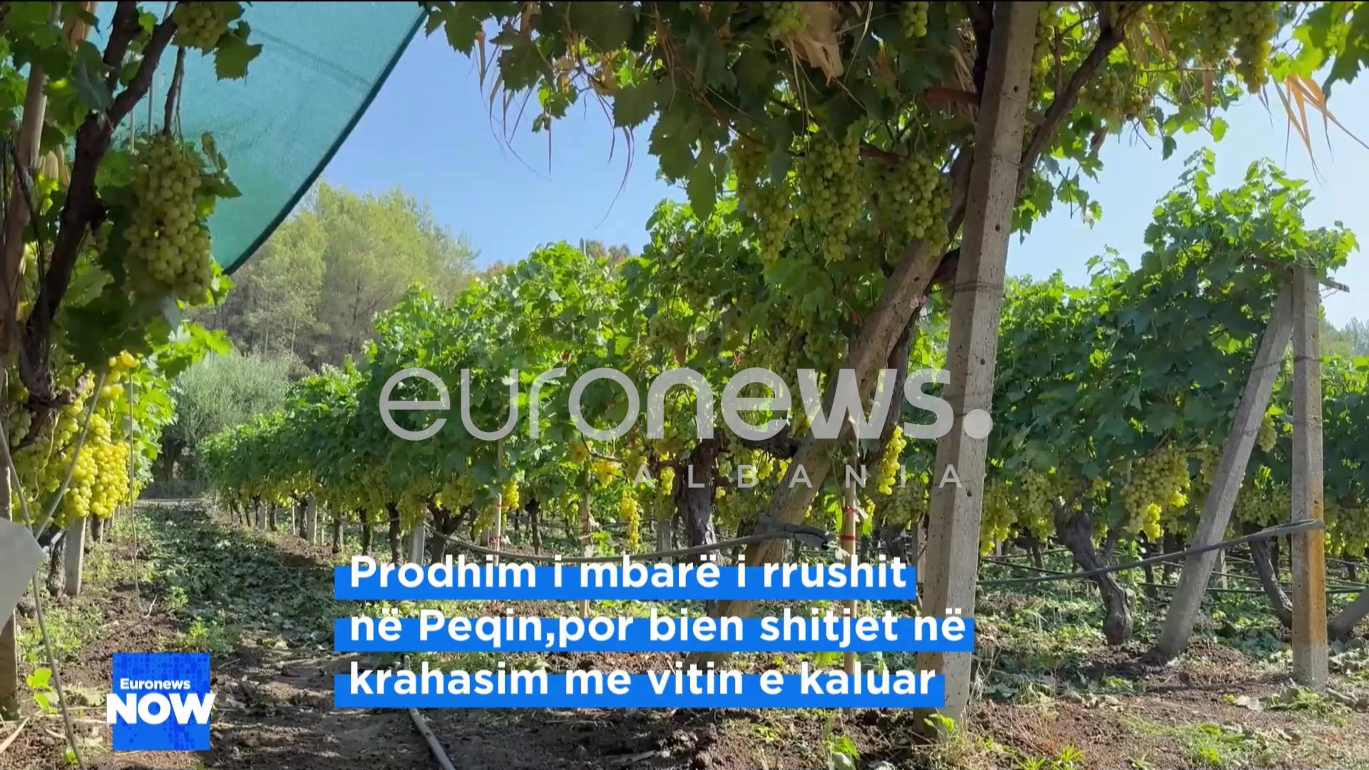 #vreshtarirrushigjeli 🍇 | VreShtari RruShi 