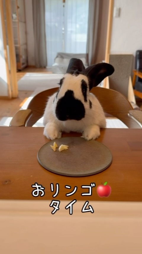 うさぎ専門店ココロのおうち | Takasago-shi Hyogo