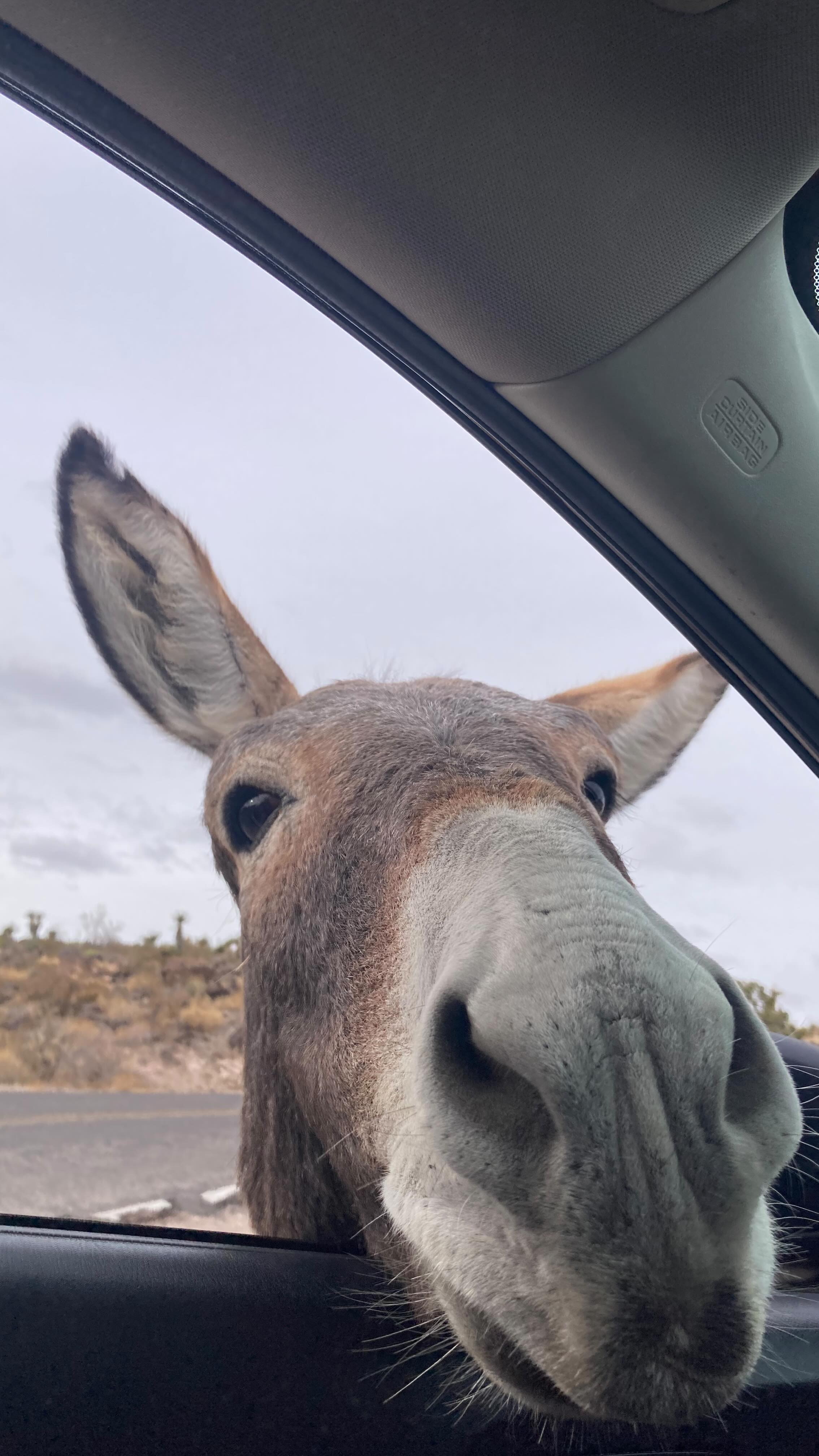 Donkey wanders up to doodle on Route 66
