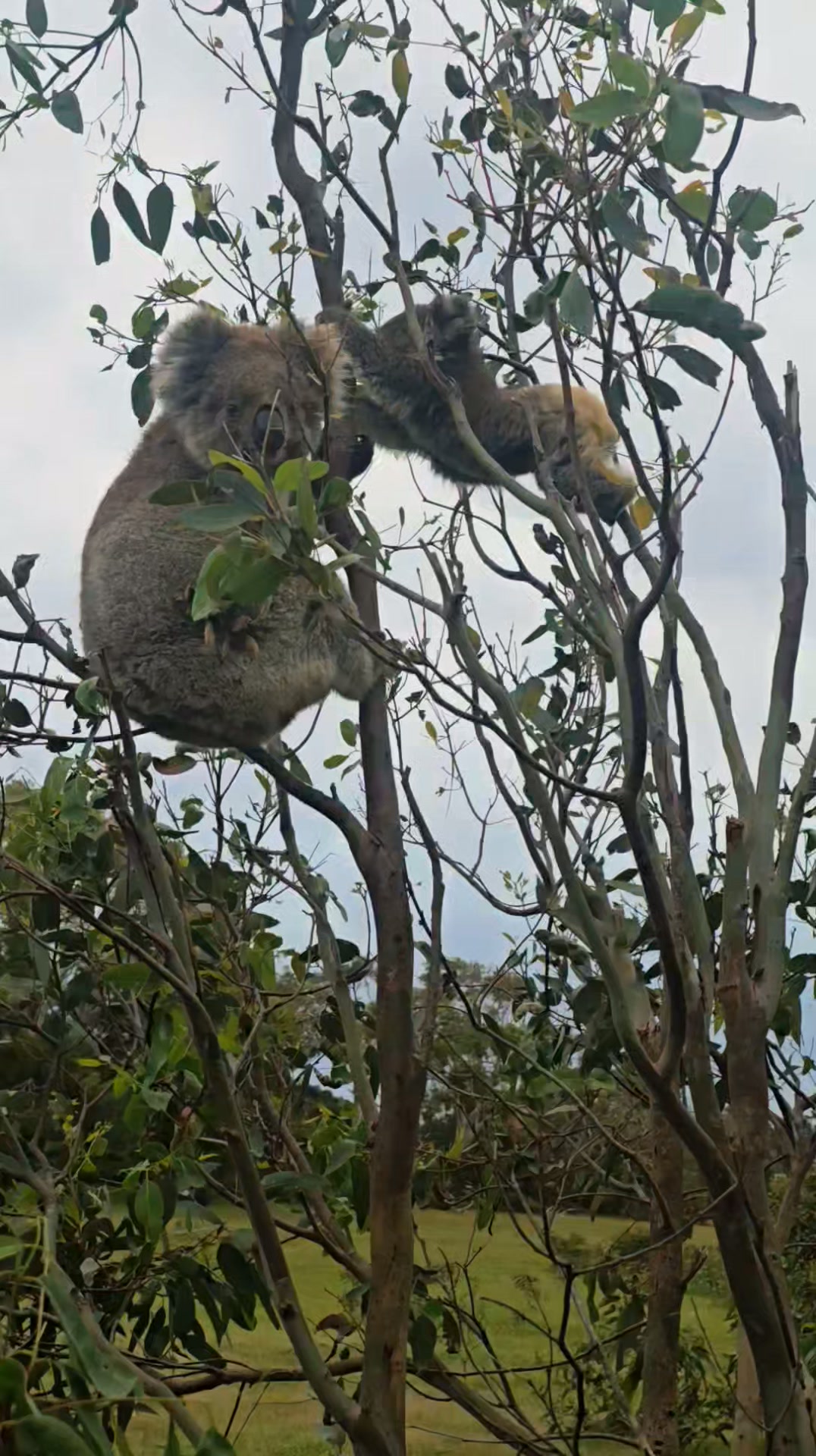 This mama koala, carrying her baby, climbed into a nearby tree