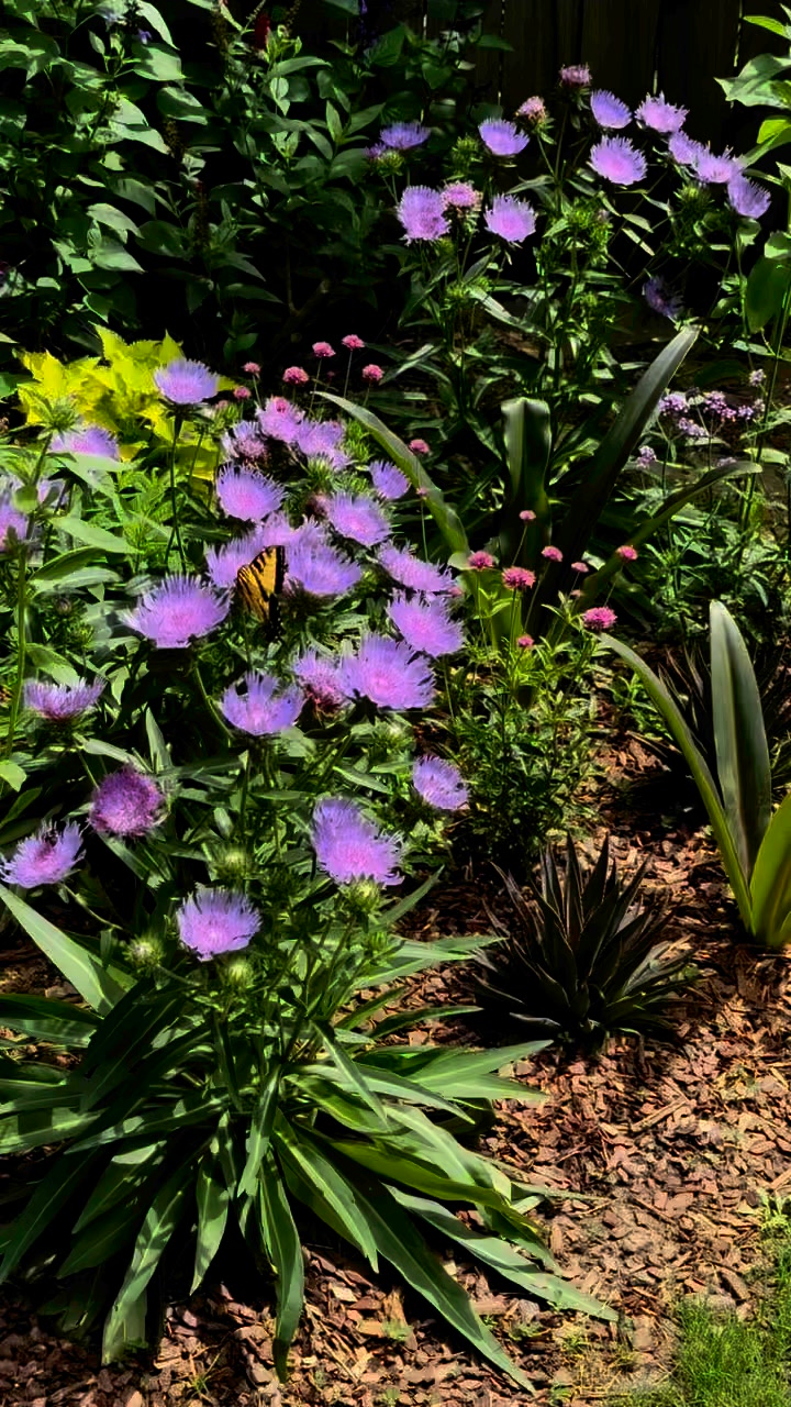 Stokes Season is Here-Eastern Tiger Swallowtails Are Celebrating ...