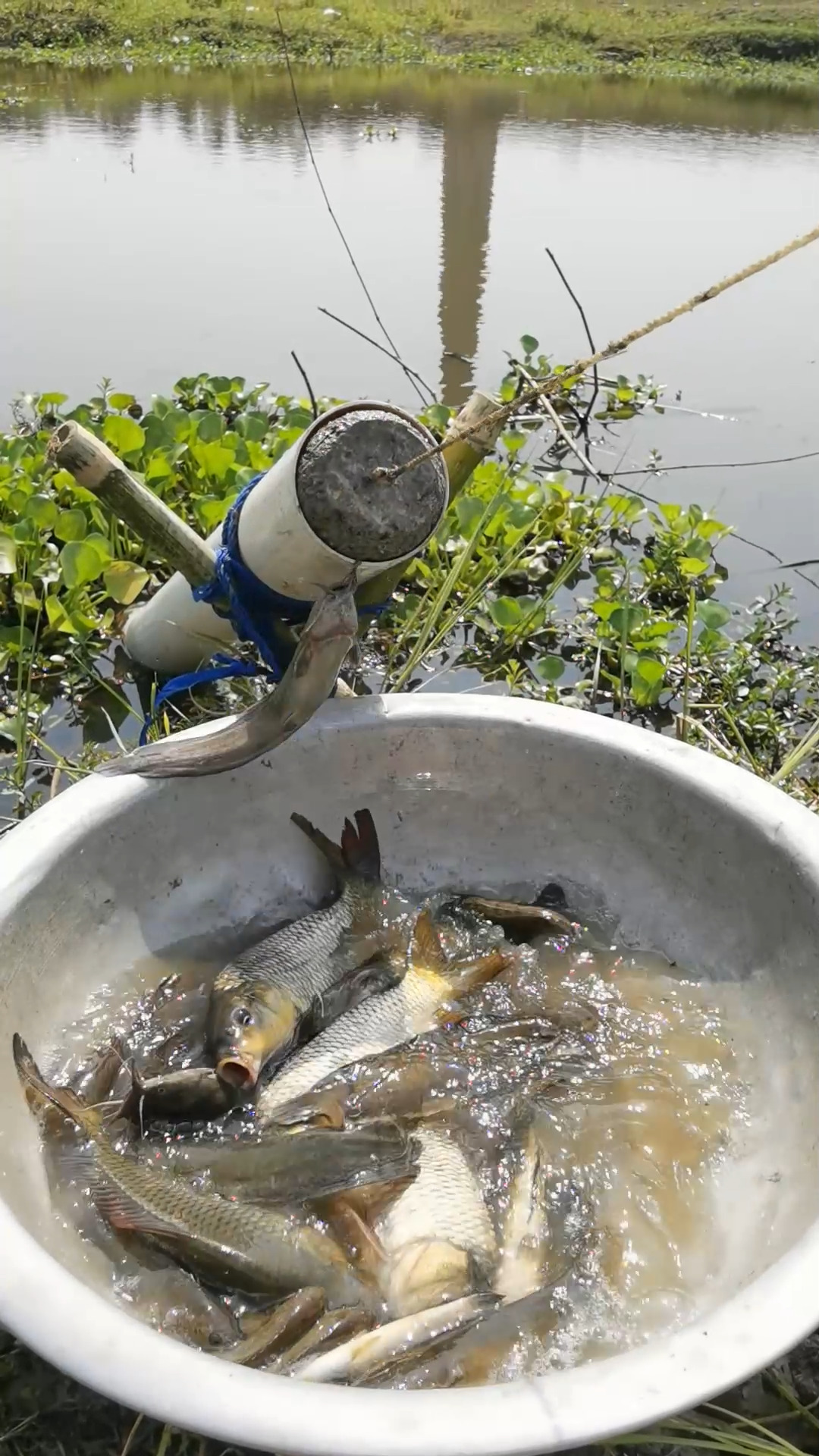 Unique PVC pipe fish trap in open water #fishinglife #fish #fishing # ...
