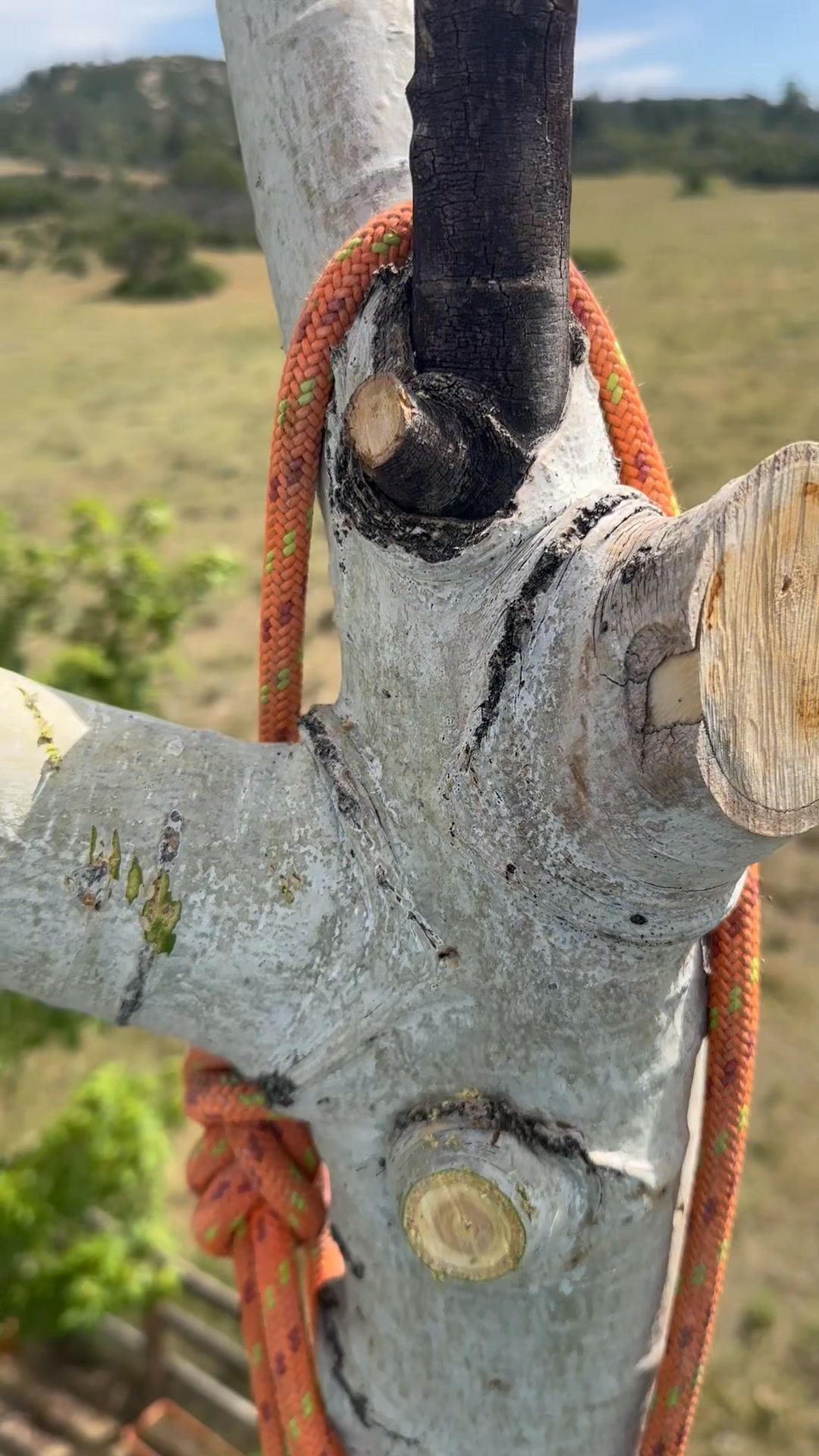 Northcraft Tree Works LLC | Castle Rock CO