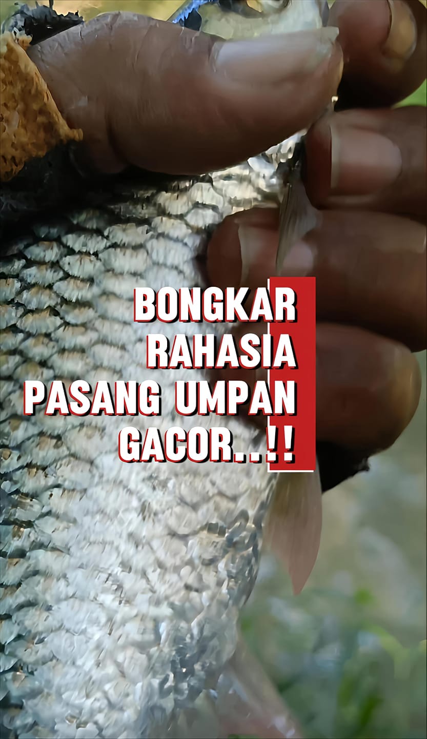 🎣 "Akhirnya saya bongkar.. Rahasia cara pasang umpan gacor, biar strike ...