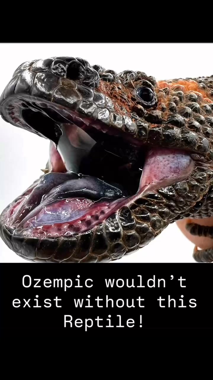 If you lost weight with ozempic or take GLP 1 medications you better thank the Gila Monster for inspiring medicine! , #Wildlife #reptiles #conservation | Sea Tails