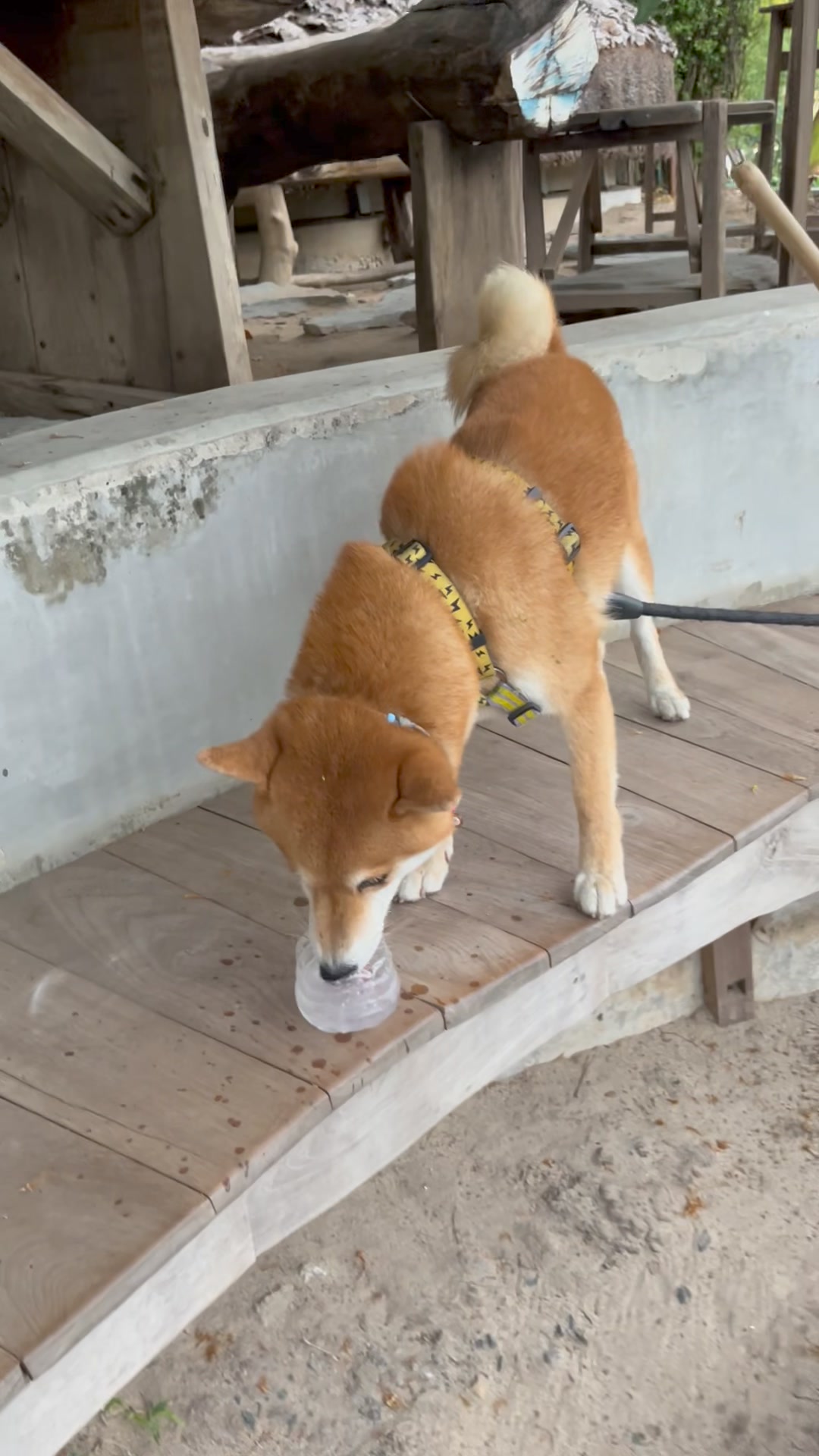 บูตะ หมาชิบะ นอร์ธปาร์ค - Buta Shiba Inu North Park | Bangkok