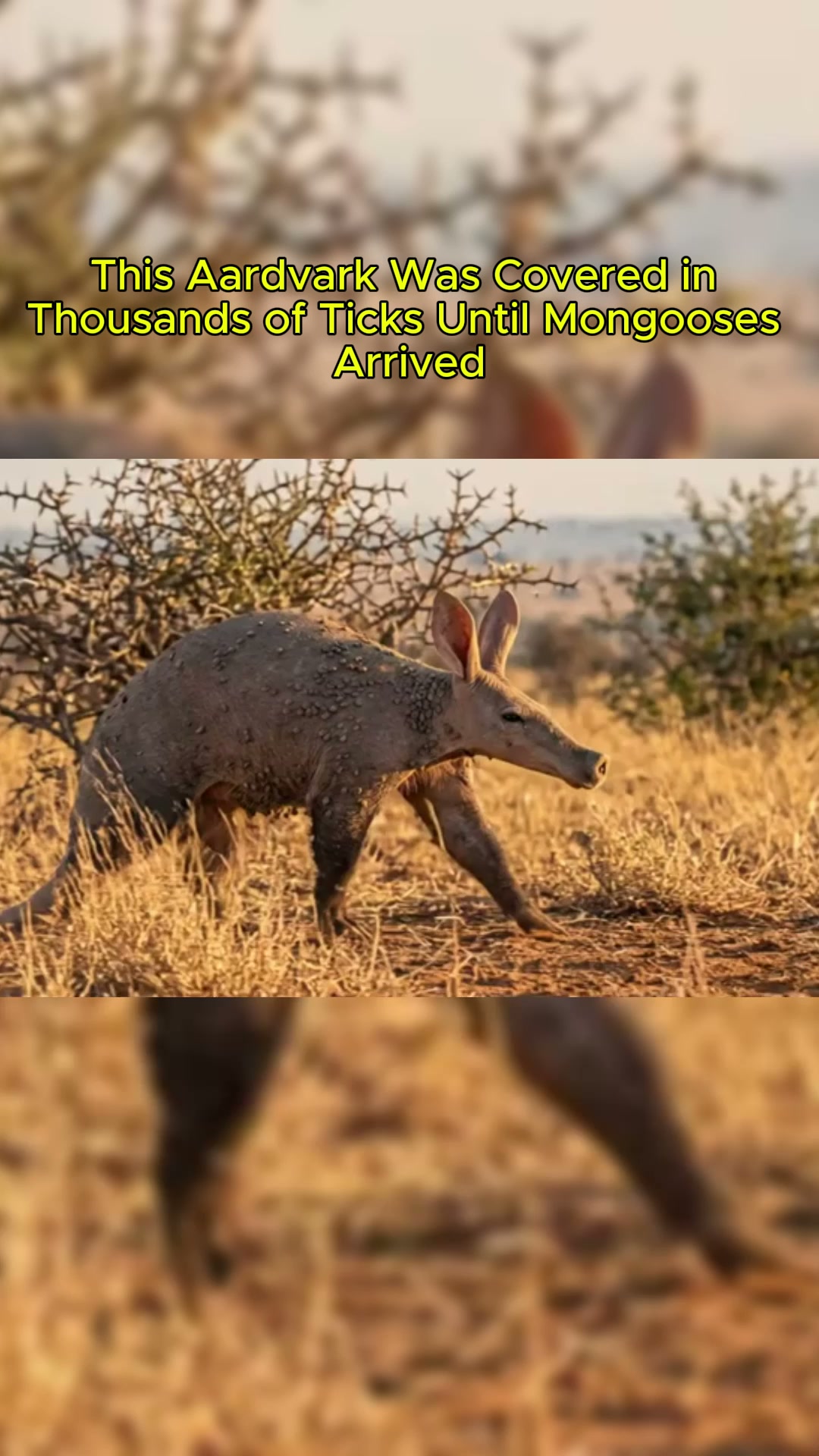Aardvark update! Our newest addition to the Carter Giraffe