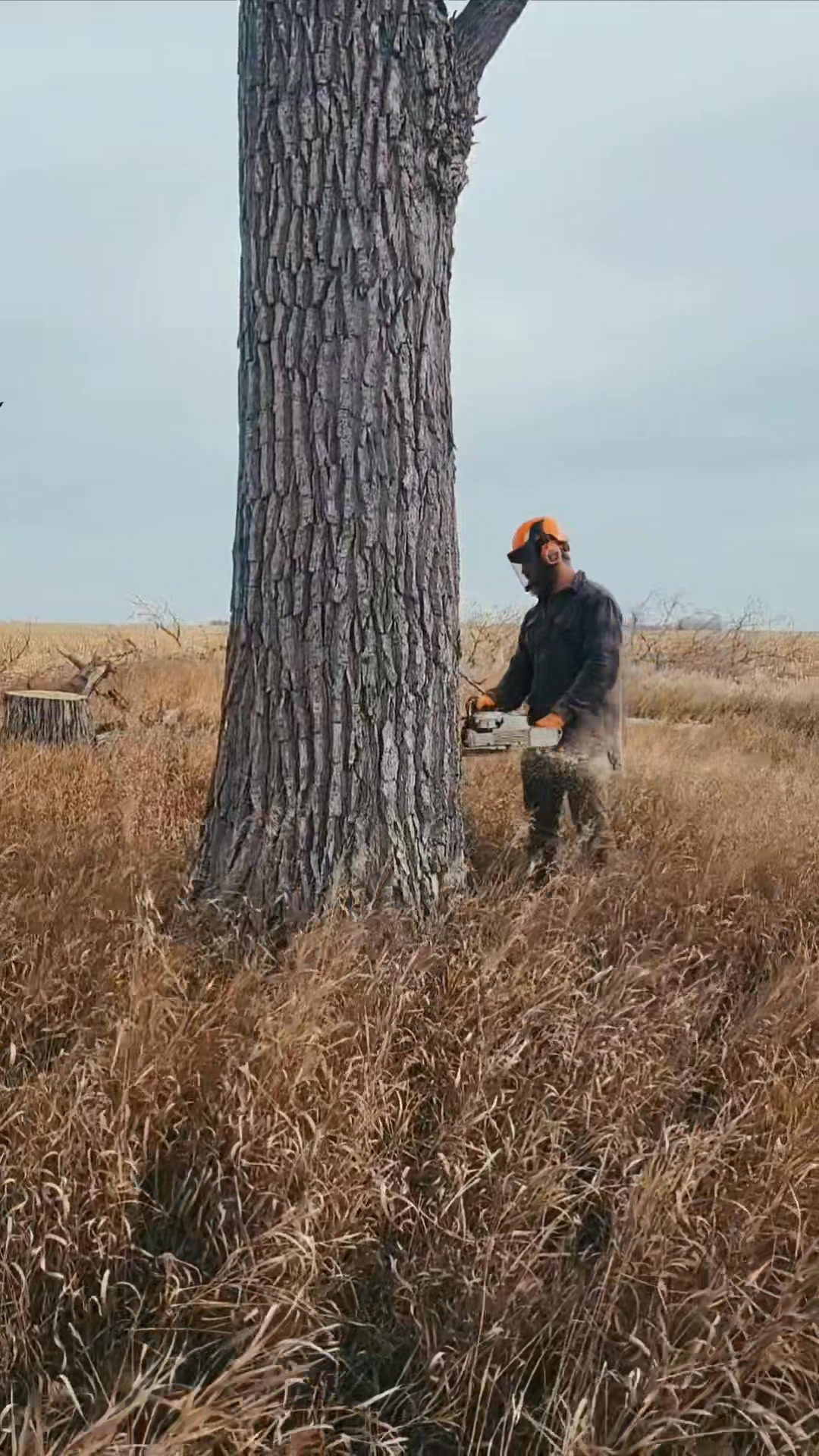 Timber Tree Service | Mellette SD