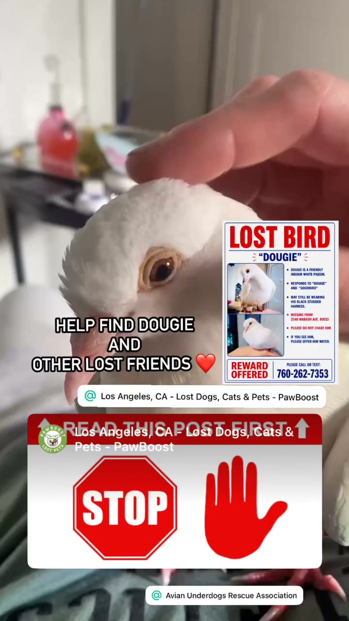 Still looking for him 😞 Lost Bird PAWBOOST ALERT Los Angeles