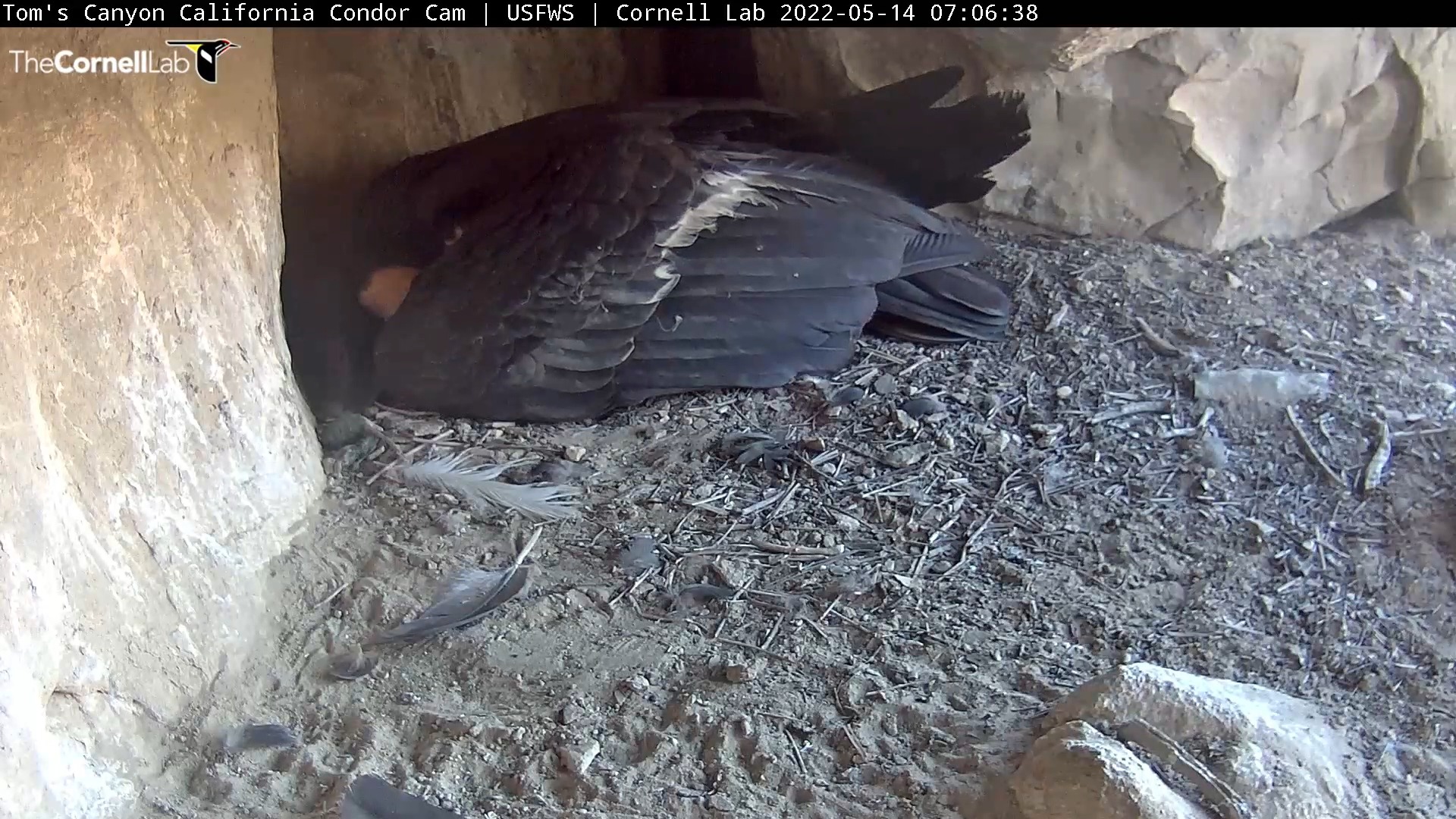 And just like that, another baby condor enters the world! This is the ...