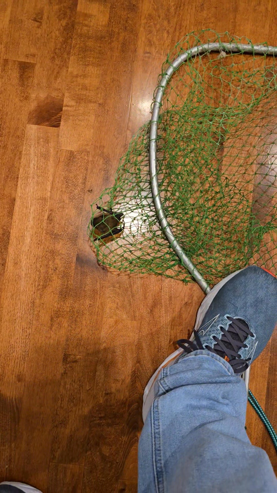 g loomis 2 piece rod G. Asquith Freshwater Fly 9'0