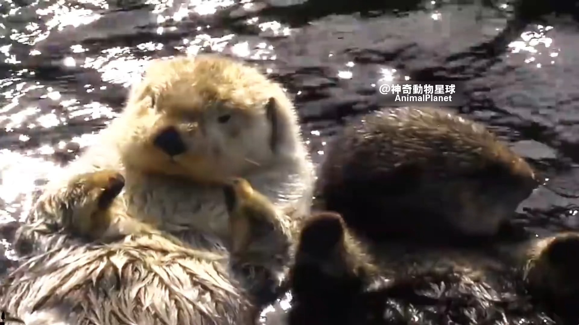 海懒睡觉时会一直牵着对象的手 #動物科普 #搞笑 #神奇動物 #搞笑解說 | 神奇動物星球AnimalPlanet | Facebook