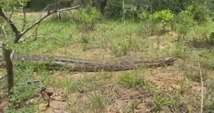 A 6 meter monster python 🐍 Lower Zambezi National Park 🇿🇲 | Visit ...