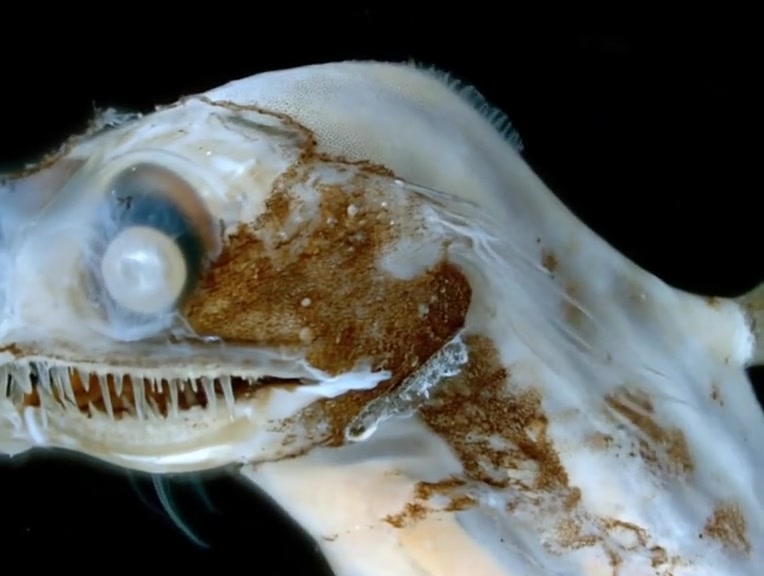 Telescopefish are small, deep-sea aulopiform fish. Though rarely ...