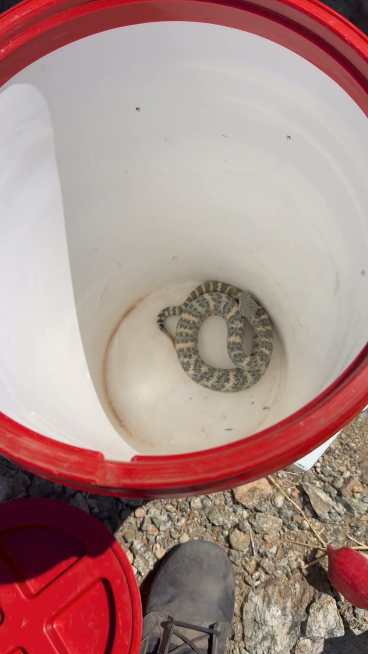 A Speckled Rattlesnake gets a lift to the right kind of release